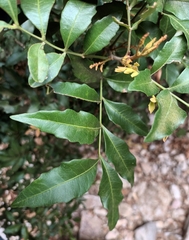 Hippobromus pauciflorus
