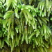 Bird's-foot Wing-Moss - Photo (c) Sophie Mowles, some rights reserved (CC BY-NC), uploaded by Sophie Mowles