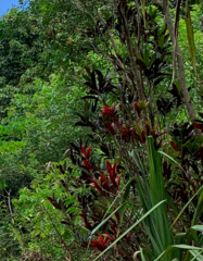 Codiaeum variegatum