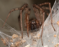 Tegenaria