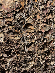 Masticophis lateralis lateralis