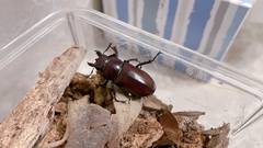 Lucanus elaphus