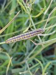 Pierinae