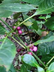 Coffea arabica