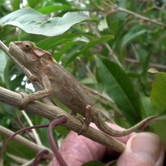 Bradypodion damaranum