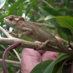 Bradypodion damaranum