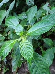 Coffea arabica