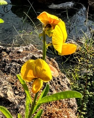 Crotalaria retusa