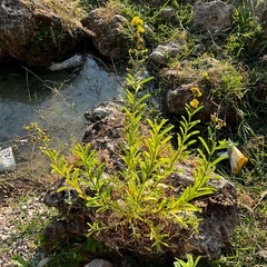 Crotalaria retusa