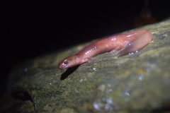 Gyrinophilus porphyriticus