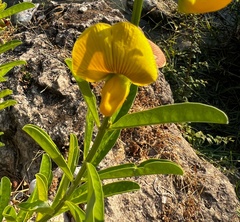 Crotalaria retusa
