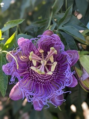 Passiflora incarnata × cincinnata