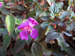 Heterocentron subtriplinervium