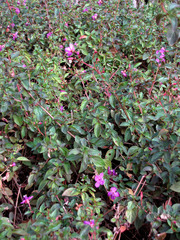 Heterocentron subtriplinervium