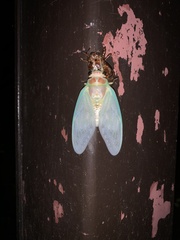 Graptopsaltria nigrofuscata