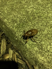 Graptopsaltria nigrofuscata