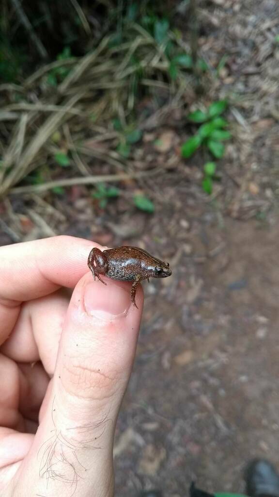 Aracruz Humming Frog