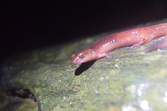 Gyrinophilus porphyriticus