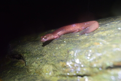 Gyrinophilus porphyriticus
