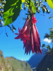 Fuchsia