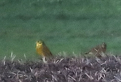 Saxicola rubicola