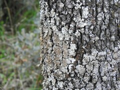 Parmelina tiliacea
