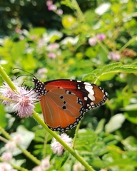 Danaus chrysippus chrysippus