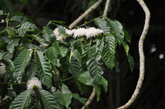 Coffea arabica