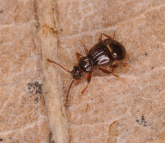 Brachygluta fossulata