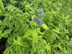 Caryopteris × clandonensis