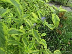 Caryopteris × clandonensis