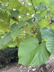 Vernicia fordii
