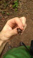 Chiasmocleis capixaba