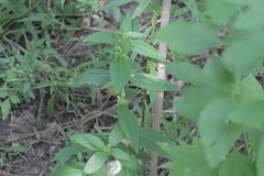 Ruellia strepens