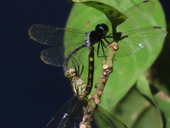 Odonata