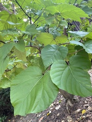 Vernicia fordii