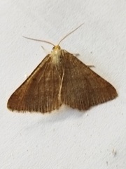 Isturgia murinaria