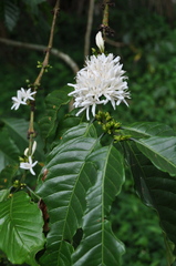 Coffea arabica