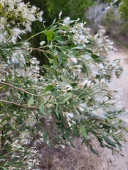 Baccharis halimifolia