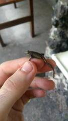 Physalaemus obtectus