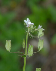 Nemesia floribunda