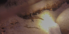 Pareques acuminatus