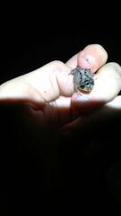 Proceratophrys laticeps