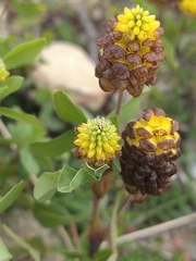 Trifolium spadiceum