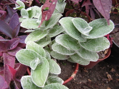 Tradescantia sillamontana