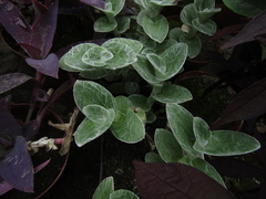 Tradescantia sillamontana