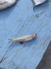 Anchoa mitchilli