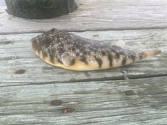 Sphoeroides maculatus