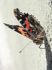Vanessa vulcania