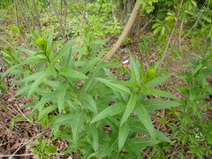 Sisymbrium strictissimum